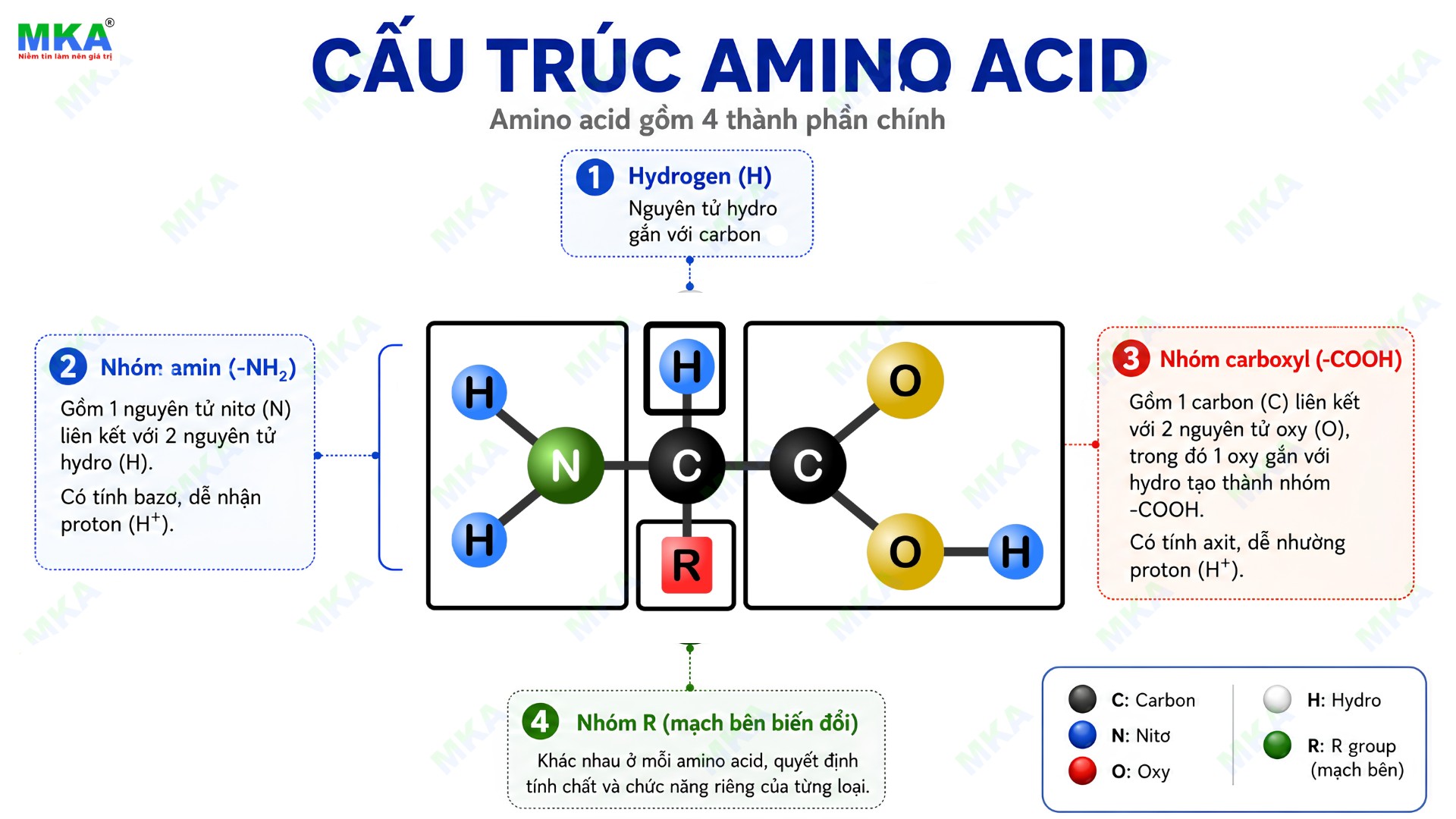Amino acid là gì? Cấu trúc amino acid